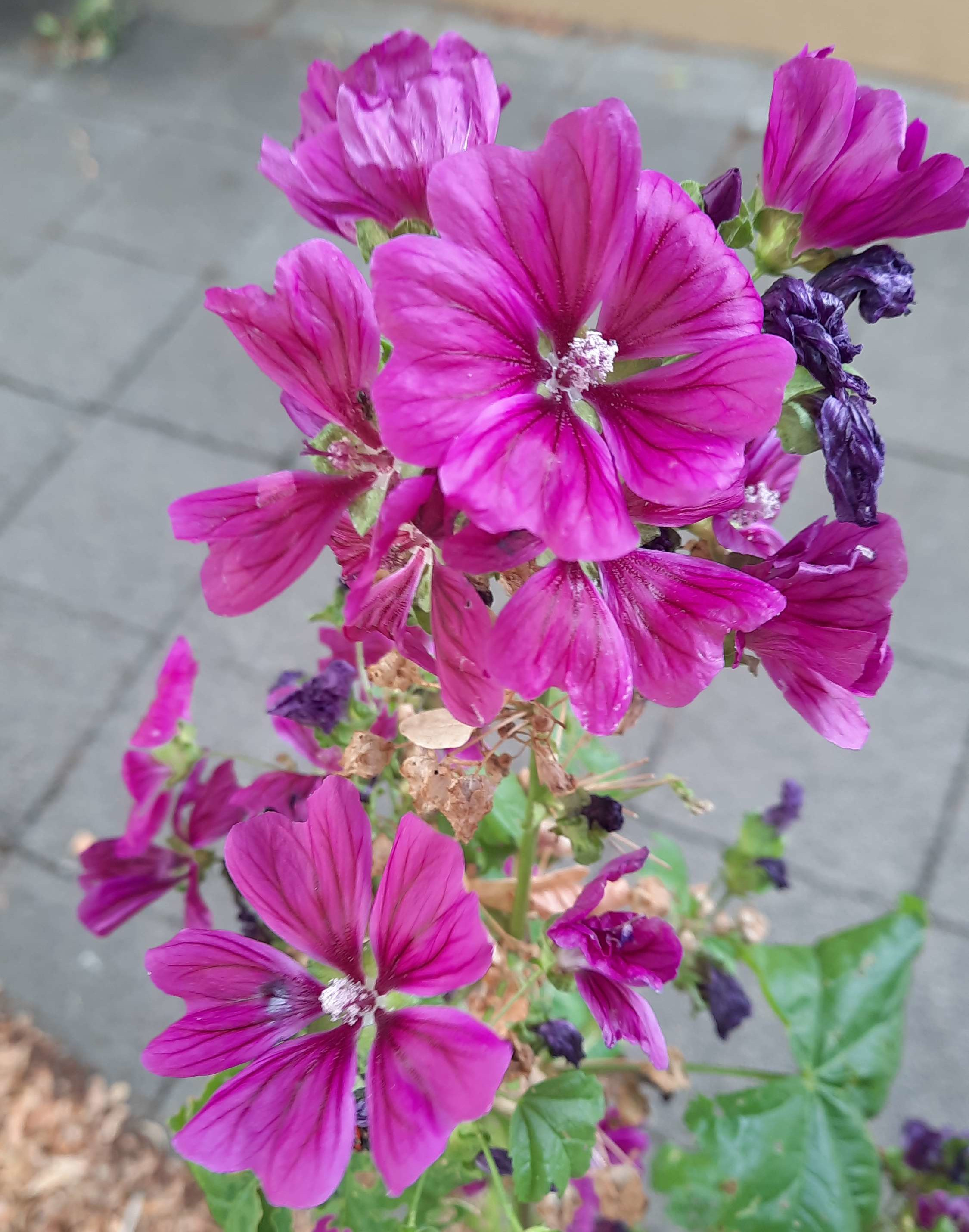 A picture of common mallow taken in Germany