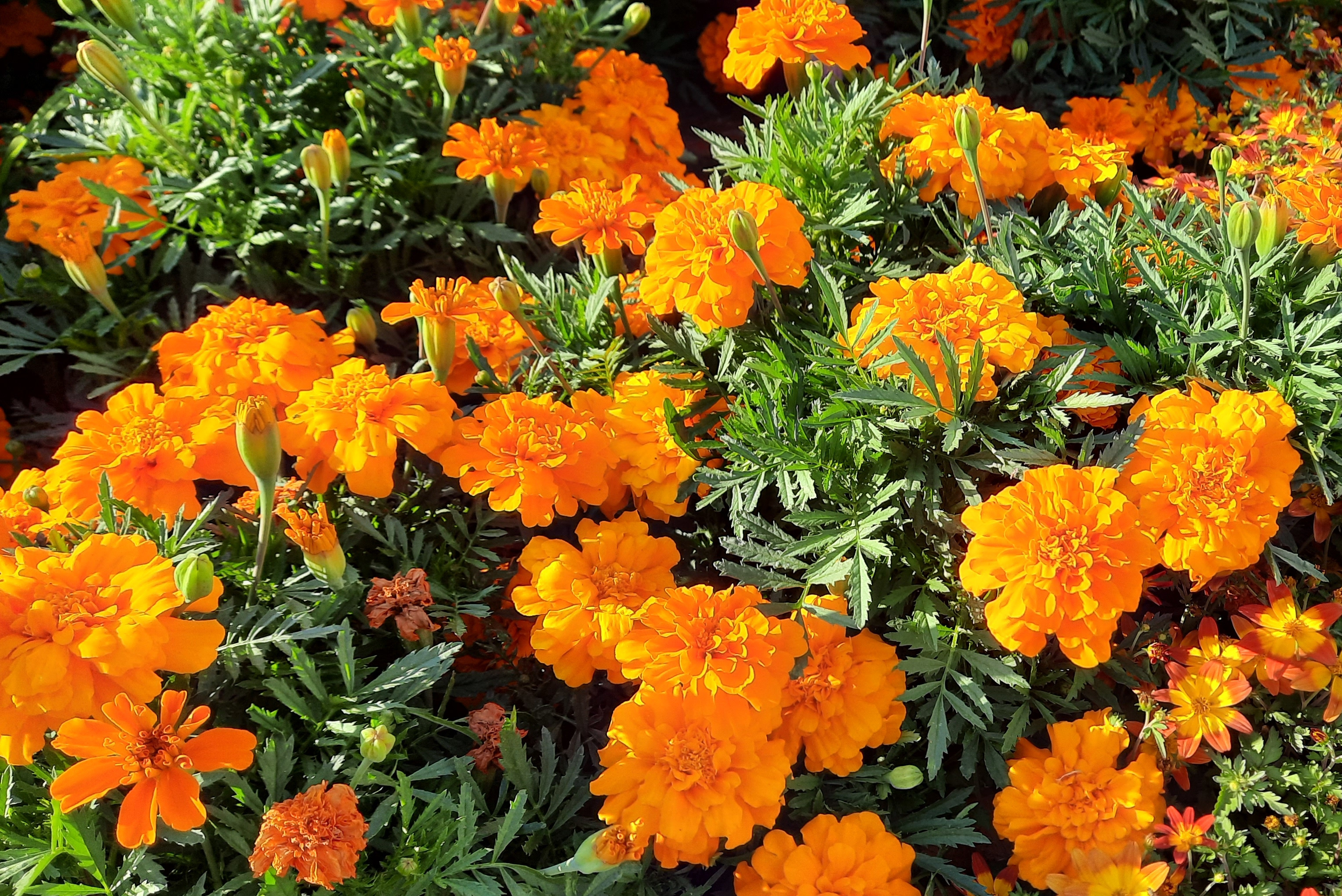 A picture of french marigold taken in Germany