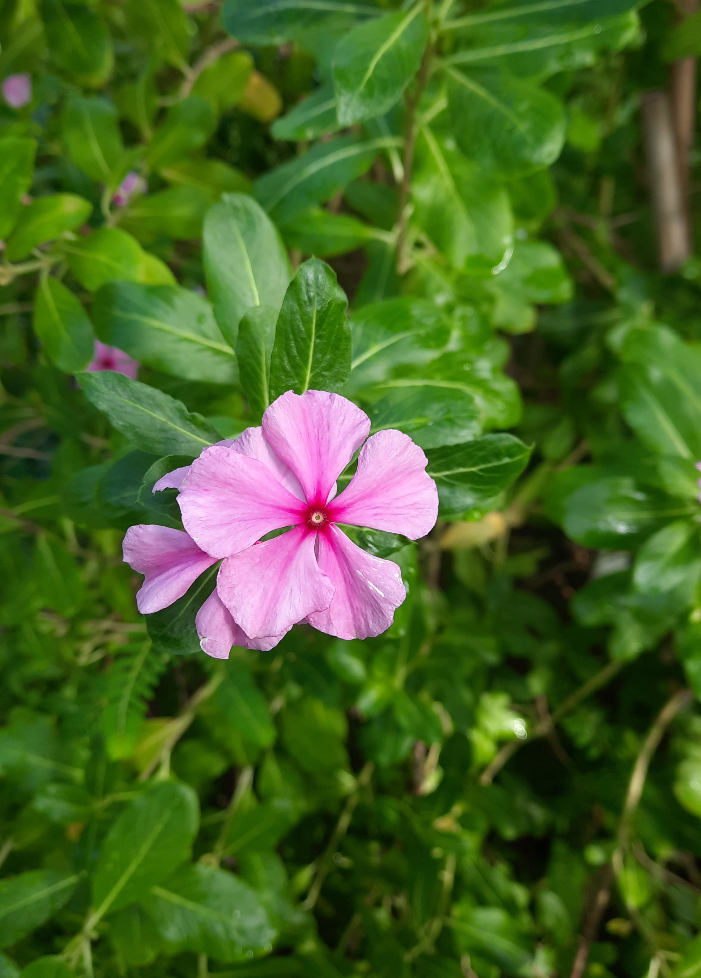 Catharanthus roseus - Plant Picture Library