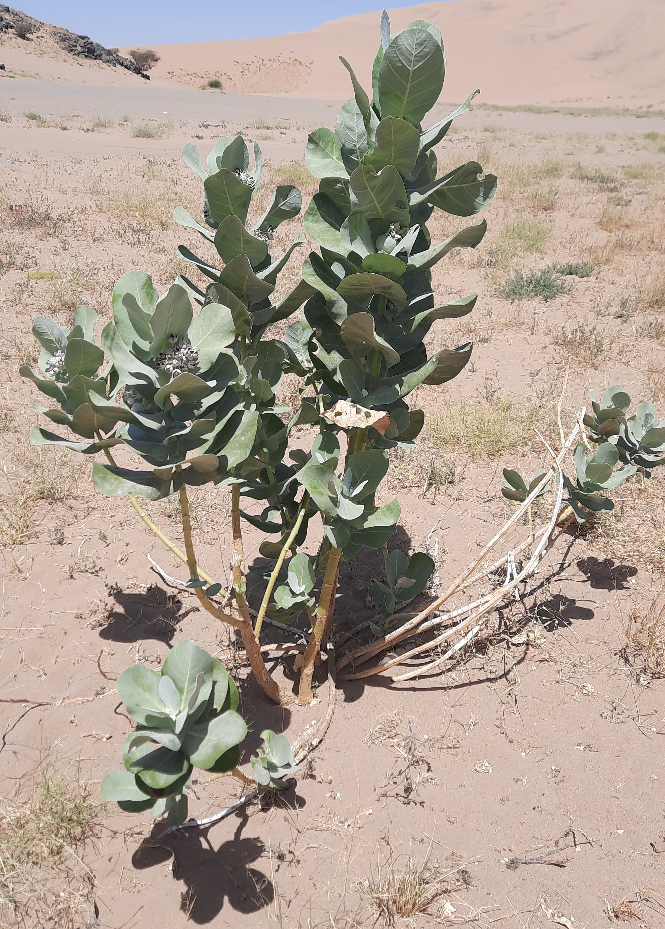 Calotropis procera (Aiton) Aiton fil.