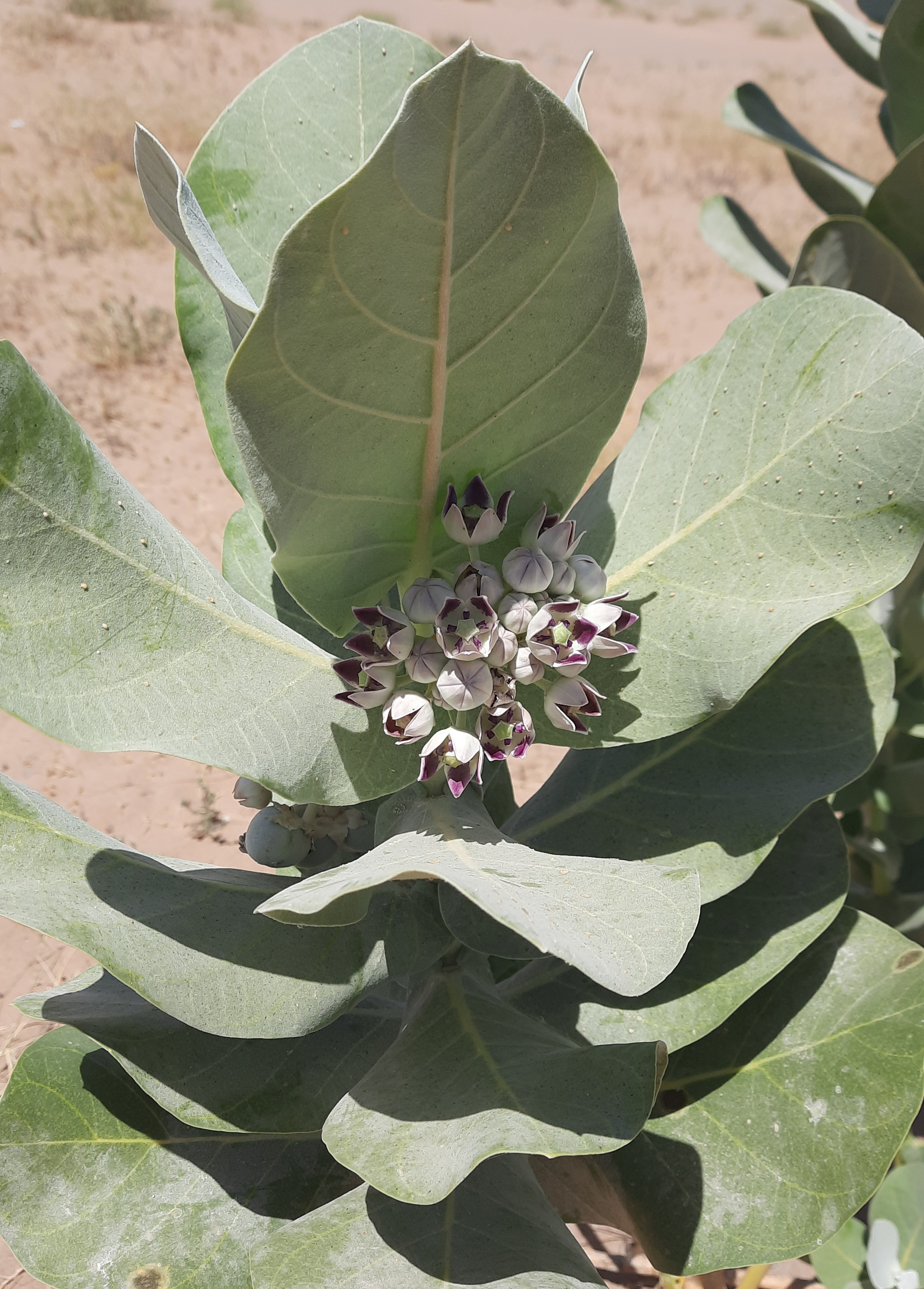 Calotropis procera (Aiton) Aiton fil.