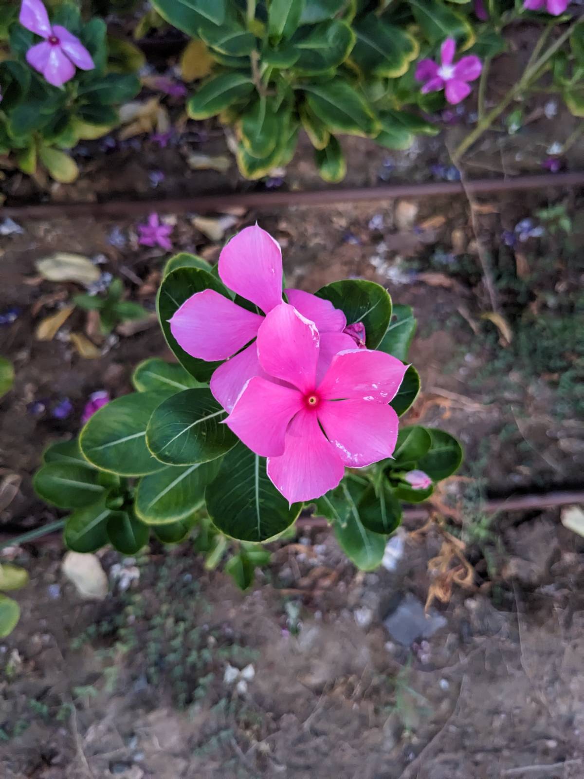 Catharanthus roseus (L.) G.Don