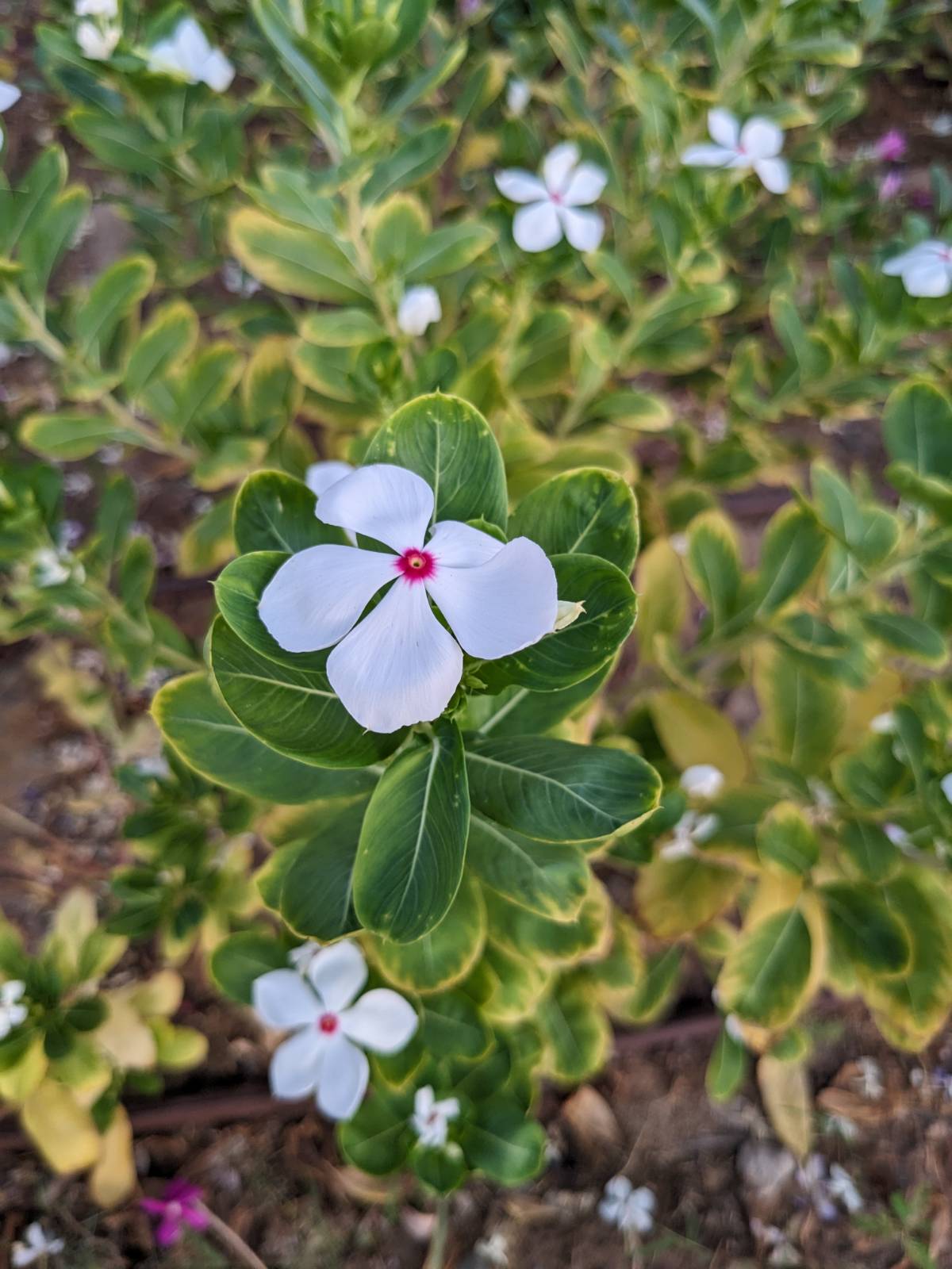 Catharanthus roseus (L.) G.Don