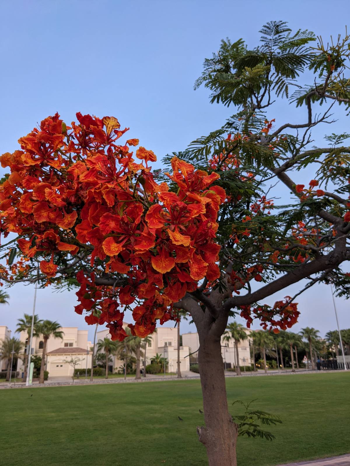 Delonix regia (Bojer ex Hook.) Raf.