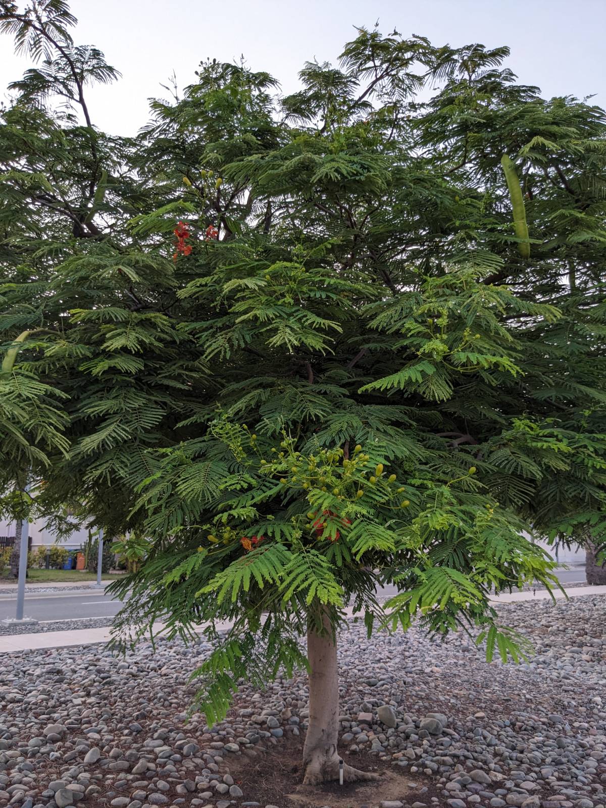 Delonix regia (Bojer ex Hook.) Raf.