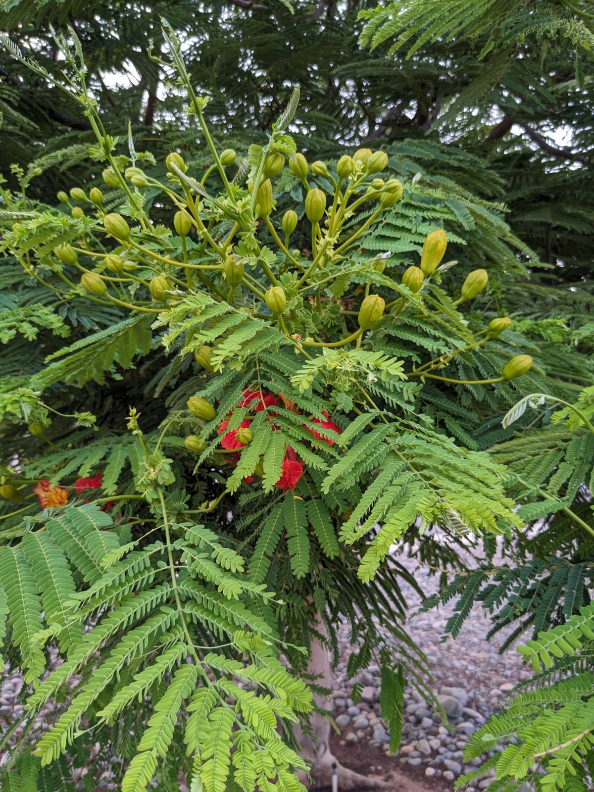 Delonix regia (Bojer ex Hook.) Raf.