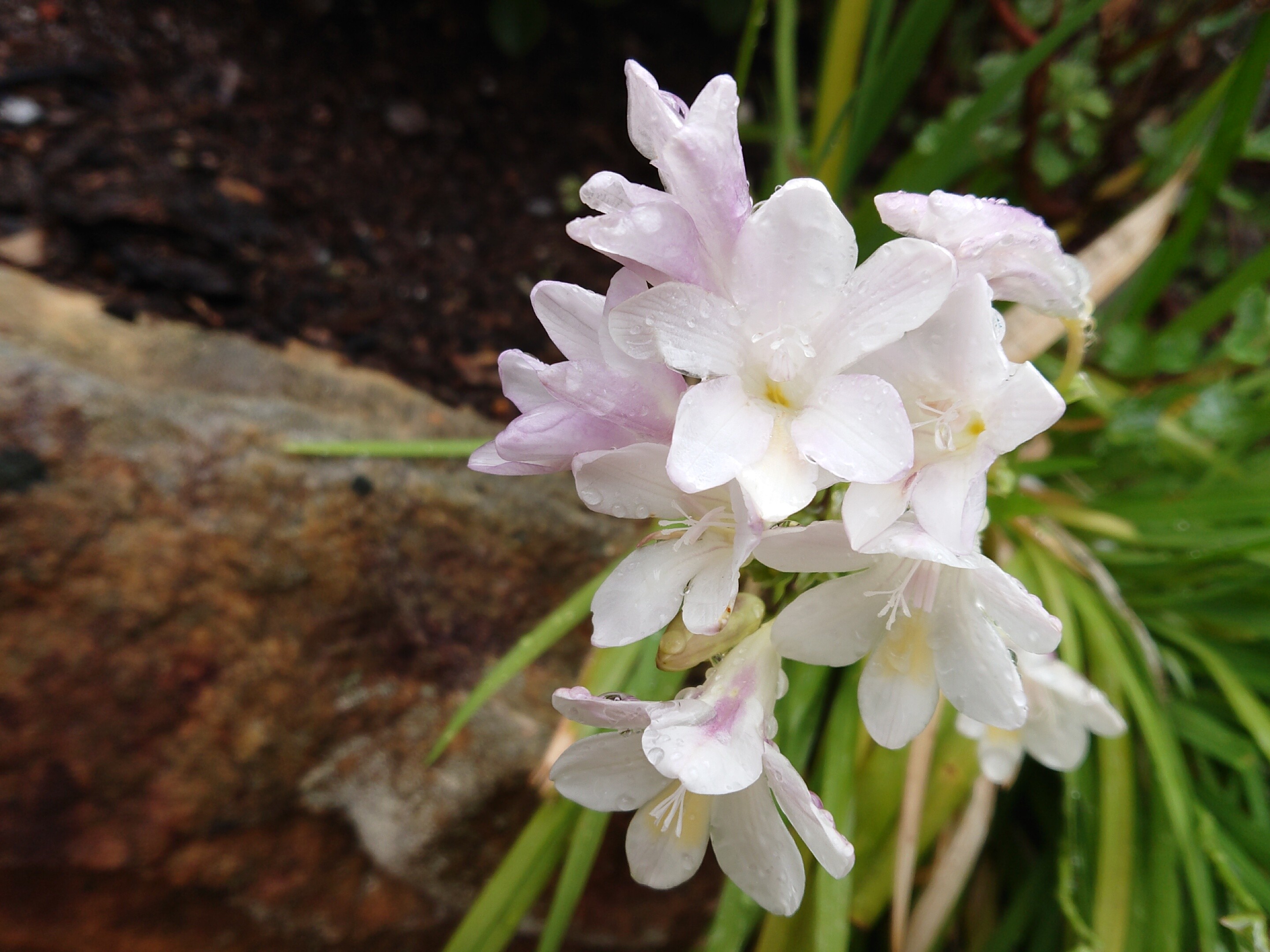 Freesia leichtlinii subsp. alba (G.L.Mey.) J.C.Manning & Goldblatt