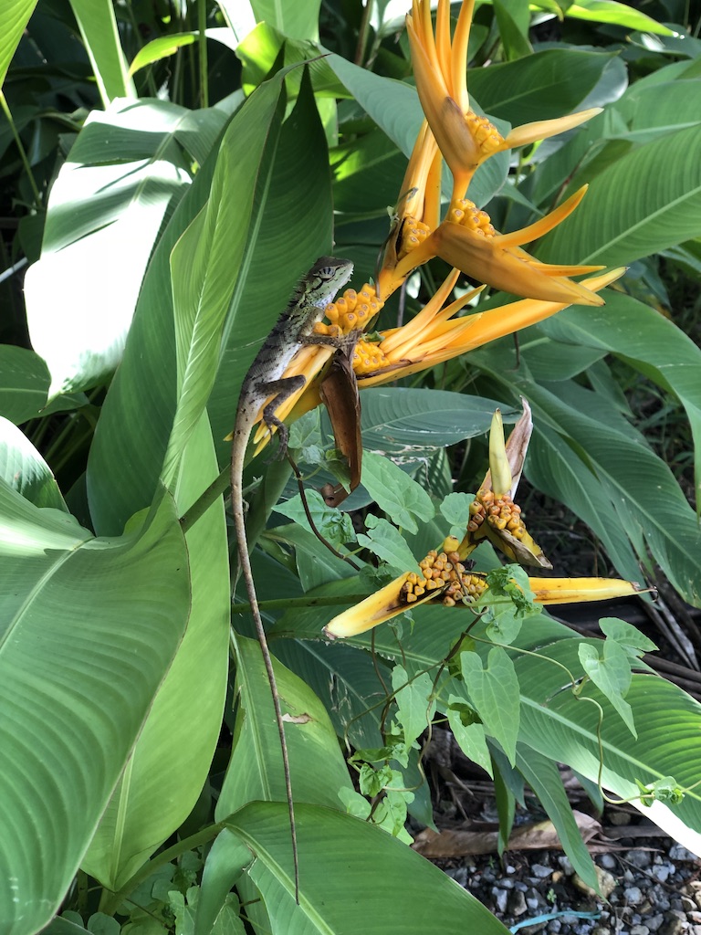 Heliconia psittacorum L.f.